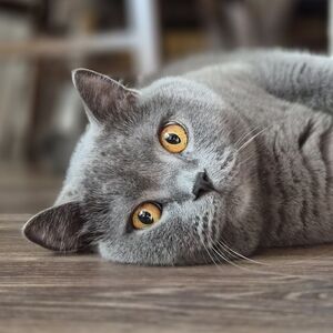 Meet your Posher, Nann